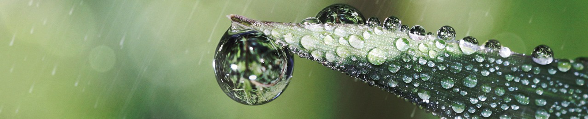 goutte d'eau sur feuille de plante verte