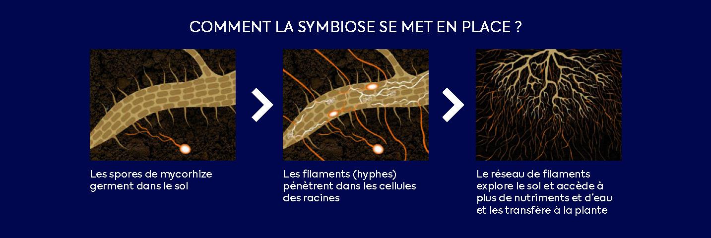 Symbiose