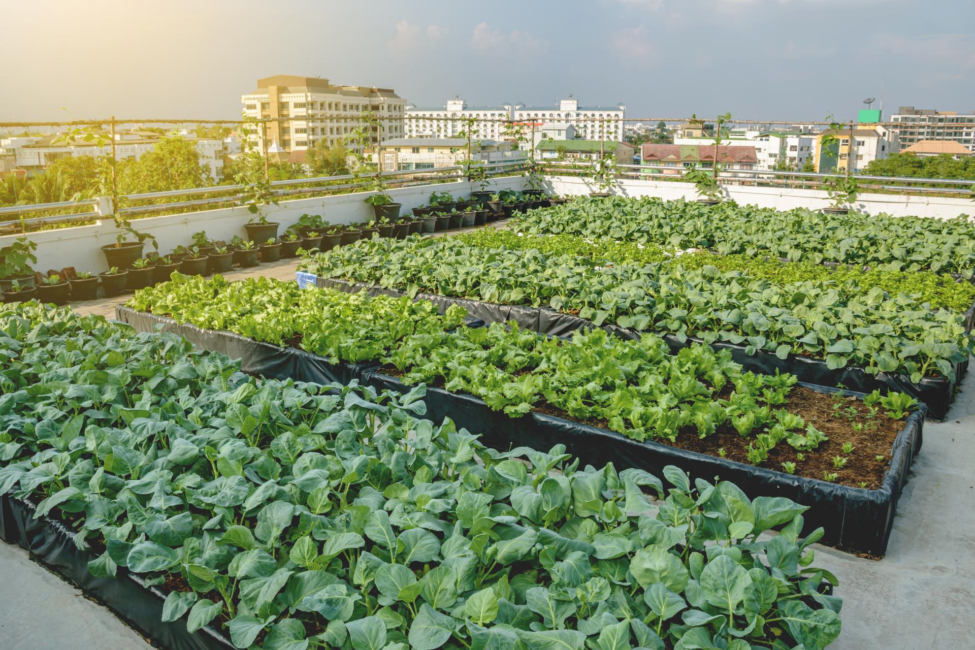 Agriculture urbaine